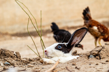 cute rabbit come out from the hole wild rabbit blue eyes portrait