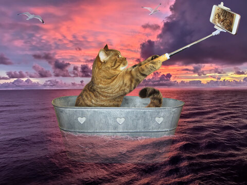 The beige cat with a smartphone is making selfie and drifting in a metal oval washtub on the open sea against the background of a red sunset.