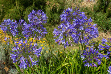 Obraz premium Agapanthes en gros plan