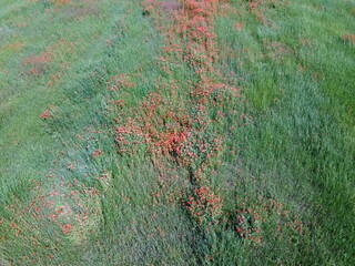 Many poppies bloom in the field on a sunny day, aerial view.