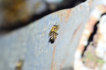 apiary, bees carry the nectar in the hives