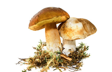 Two fresh porcini mushrooms in a moss isolated on white