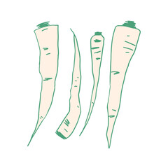 Color parsnip sketchy line art on the white background
