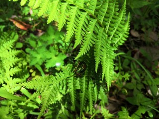 Green ladybug, rare species ladybug