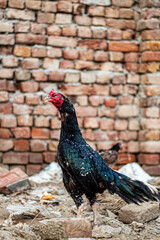 rooster in the farm black aseel hen © Ammad