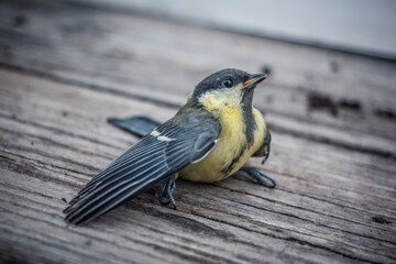 A young great tit with its wing open on the wooden deck.