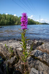 Obraz na płótnie Canvas Lythrum salicaria, Purple loosestrife, Finland