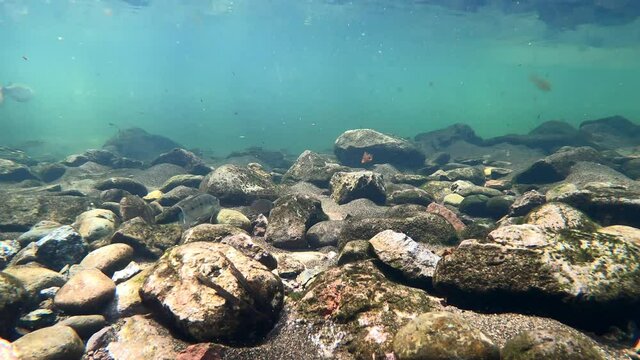 River Flow Over Rocks small fish apreciated swimming