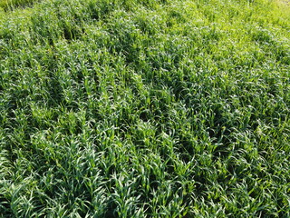 Tall green grass top view. Natural background.