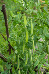 A pea (Pisum) bush with many pods. Agriculture, farming season