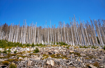 Disastrous dying trees in the woods. Through climate change, drought and bark beetles. Dynamics...