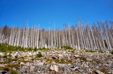 Disastrous dying trees in the woods. Through climate change, drought and bark beetles. Dynamics through motion blur.