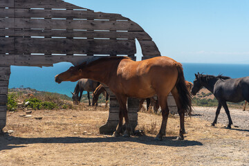 Free horses grazing on a pasture above the sea