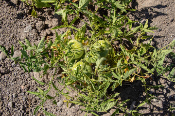 Tomato field in Urla, Alaşar plain, tomatoes are green yet.