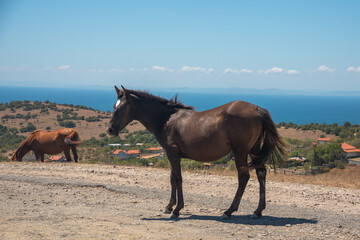 Free horses grazing on a pasture above the sea