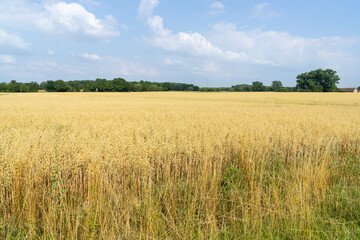 Deutschland, Nordrhein-Westfalen, Feld mit Hafer (Avena)