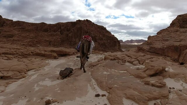 Bedouin guide leading camels through a rocky canyon