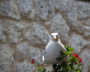 seagull on rock