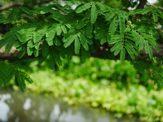Beautiful nature background of the green leaves of the tree on blur of canal with copy space..