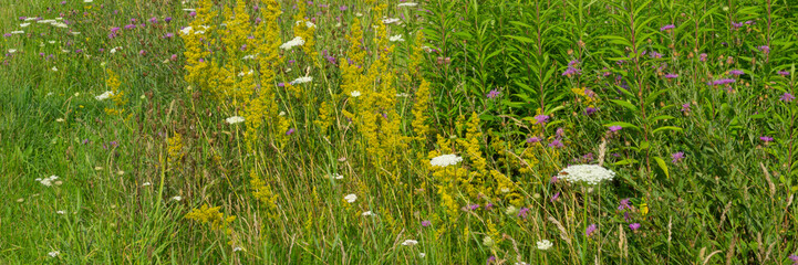 Wildblumen am Wegrand, Nordrhein-Westfalen, Deutschland, Europa