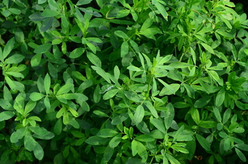 Fototapeta na wymiar Alfalfa, also called lucerne and called Medicago sativa in binomial nomenclature, is a perennial flowering plant in the legume family Fabaceae.