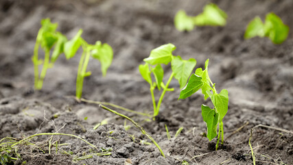 Close up picture of newly planted bean seedlings, selective focus.