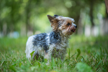 Terrier plays on the grass in the park. Close-up photographed.