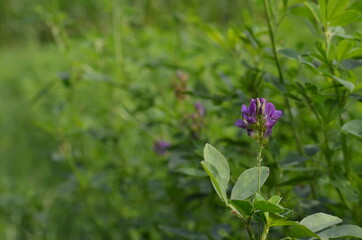 Alfalfa, also called lucerne and called Medicago sativa in binomial nomenclature, is a perennial flowering plant in the legume family Fabaceae.