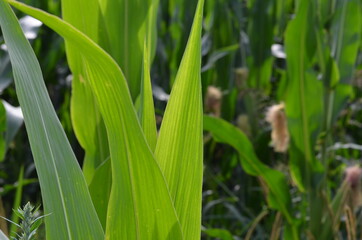 Obraz premium Corn field (Maize, Zea mays ssp. mays) in garden
