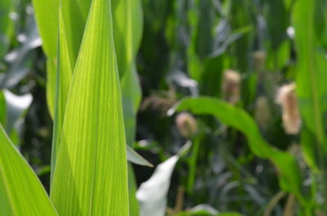 Corn field (Maize, Zea mays ssp. mays) in garden