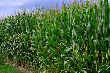 Corn field (Maize, Zea mays ssp. mays) in garden