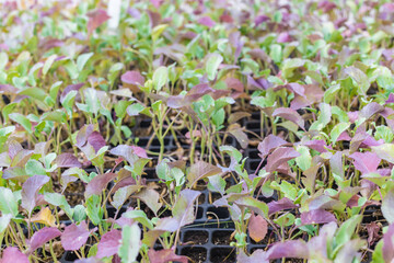 bushes of vegetable seedlings for sale. selective focus. cash crop vegetables