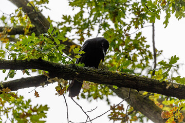 Crow stay on branch in park