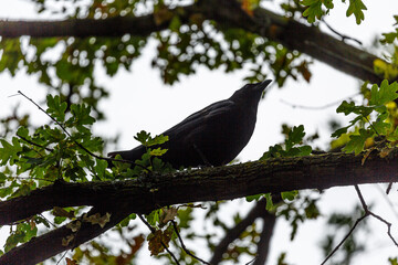 Crow stay on branch in park