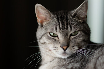 見つめる猫　　サバトラ猫