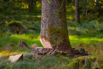 Tree prepared to cut. Partially felled tree in the forest. Environment, deforestation concept
