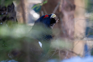 Tetrao urogallus in wild nature in spruce snowy forest, western capercaillie rare bird male . Sunny...