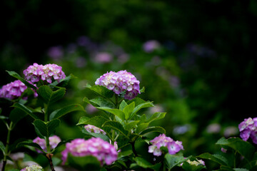 綺麗な紫陽花　　紫色