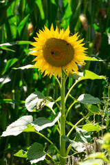 Deutschland, Nordrhein-Westfalen, Sonnenblume (Helianthus)