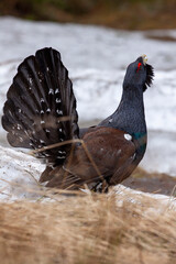 Tetrao urogallus in wild nature in spruce snowy forest, western capercaillie rare bird male . Sunny...