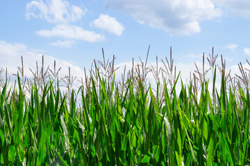 Deutschland, Nordrhein-Westfalen, Mais (Zea mays)