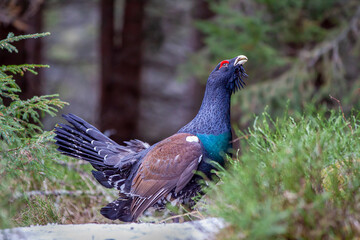 Tetrao urogallus in wild nature in spruce snowy forest, western capercaillie rare bird male . Sunny singing of a big black bird. Capercaillie protected by law extremely rare species