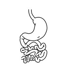 Stomach and intestines doodle, hand drawn vector illustration of human stomach internal organs, isolated on white background.