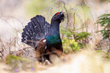 Tetrao urogallus in wild nature in spruce forest, western capercaillie rare bird male . Sunny...
