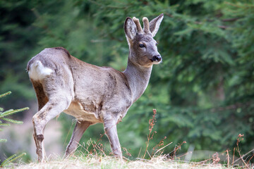 Roe deer, capreolus capreolus, buck with big antlers covered in velvet . Wild animal in Spring. 