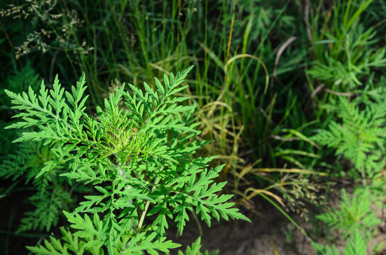 Ambrosia Is A Source Of Allergies. Blooming Ragweed In Nature.