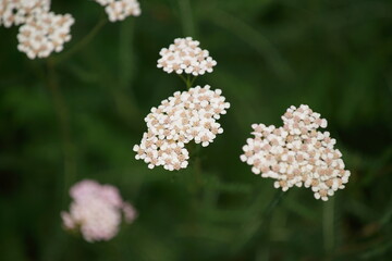 Schafgarbe Achillea