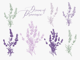 Lavender illustration with herbs and lettering. Watercolor outline vintage sketch on white background. Vector botanical paking or card design. - obrazy, fototapety, plakaty