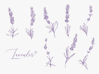 Lavender illustration with herbs and lettering. Watercolor outline vintage sketch on white background. Vector botanical paking or card design. - obrazy, fototapety, plakaty
