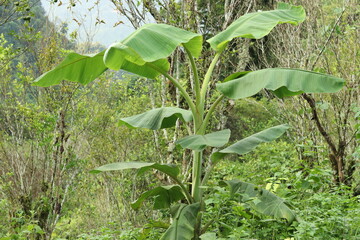 green plant in the garden